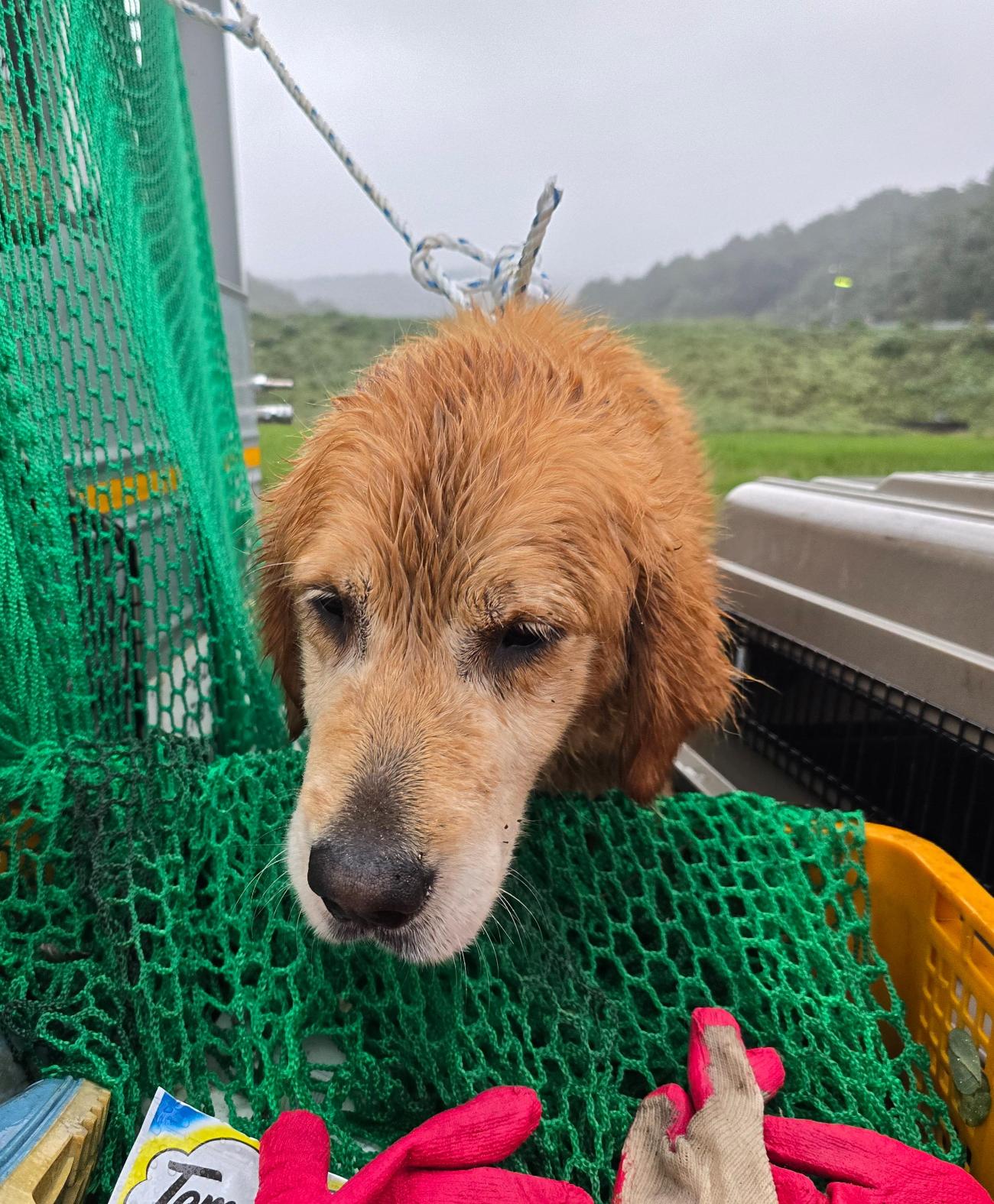 종료(입양) 골든 …